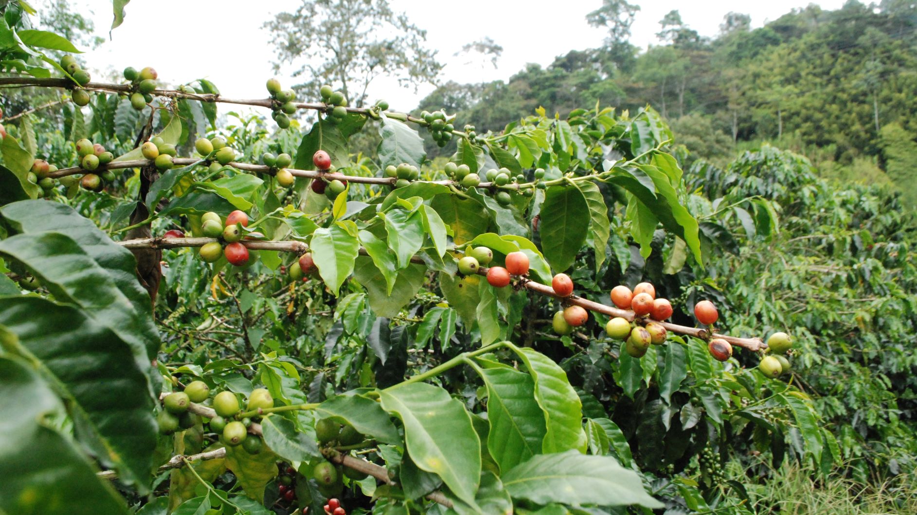 Cafe Colombiano